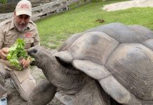 Trải nghiệm khám phá bảo tàng Rùa nổi tiếng trong tour Singapore